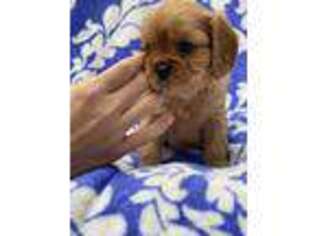 Cavalier King Charles Spaniel Puppy for sale in Meridian, ID, USA