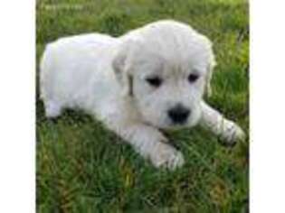 Mutt Puppy for sale in Mulino, OR, USA