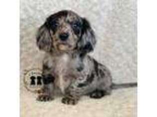 Dachshund Puppy for sale in Ramsey, IL, USA
