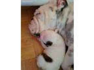 Bulldog Puppy for sale in Bad Axe, MI, USA