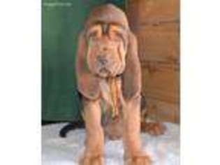 Bloodhound Puppy for sale in Ramah, NM, USA