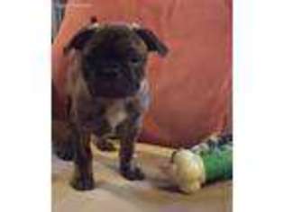 Buggs Puppy for sale in Joplin, MO, USA