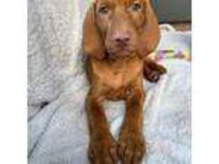 Vizsla Puppy for sale in Warner Robins, GA, USA