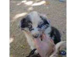 Miniature Australian Shepherd Puppy for sale in Mojave, CA, USA