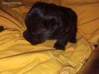 Scottish Terrier Puppy for sale in Woodland, CA, USA
