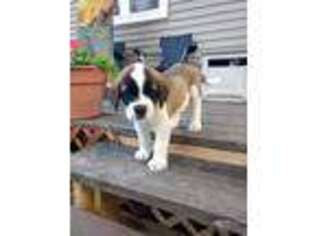 Saint Bernard Puppy for sale in Tilton, IL, USA