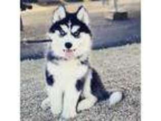 Siberian Husky Puppy for sale in San Clemente, CA, USA