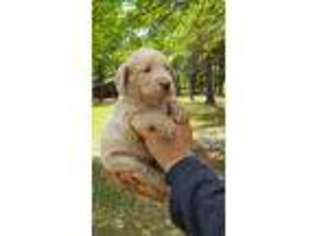 Labradoodle Puppy for sale in Augusta, GA, USA