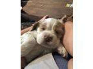 Cocker Spaniel Puppy for sale in Stephenville, TX, USA