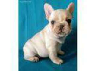 French Bulldog Puppy for sale in Victoria, TX, USA
