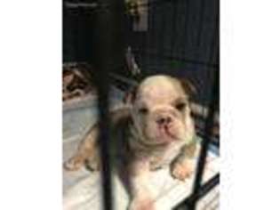 Bulldog Puppy for sale in Lancaster, CA, USA