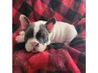 French Bulldog Puppy for sale in Marble Falls, TX, USA