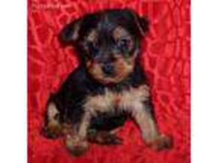 Mutt Puppy for sale in Coalport, PA, USA