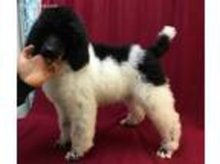Mutt Puppy for sale in Waynesburg, PA, USA