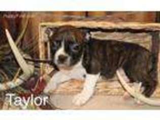 Boston Terrier Puppy for sale in Ovid, NY, USA
