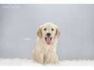 Golden Retriever Puppy for sale in Mount Eaton, OH, USA