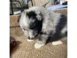 Shetland Sheepdog Puppy for sale in Ypsilanti, MI, USA