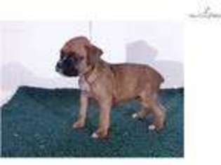 Boxer Puppy for sale in Jackson, MI, USA