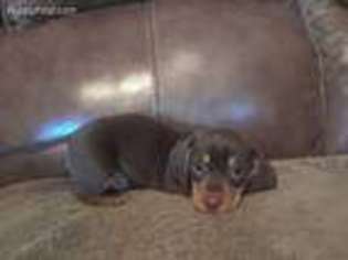 Dachshund Puppy for sale in Iredell, TX, USA