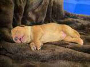 Golden Retriever Puppy for sale in Corydon, IN, USA
