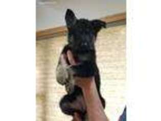 German Shepherd Dog Puppy for sale in Eden Valley, MN, USA