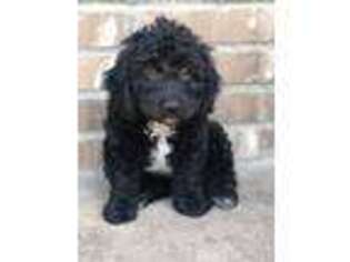 Goldendoodle Puppy for sale in Fate, TX, USA