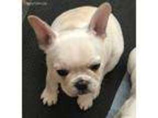 French Bulldog Puppy for sale in Ventura, CA, USA