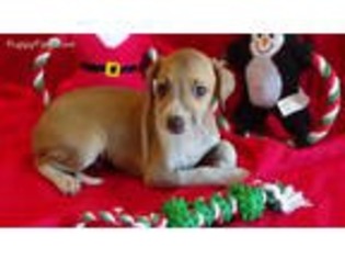 Italian Greyhound Puppy for sale in Gaffney, SC, USA