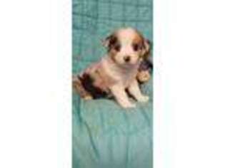 Miniature Australian Shepherd Puppy for sale in Tishomingo, OK, USA