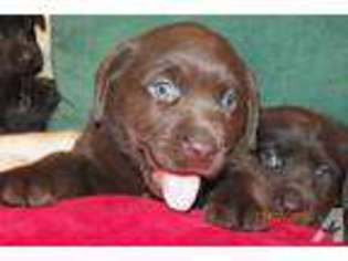Labrador Retriever Puppy for sale in UNIONTOWN, PA, USA