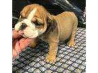 Bulldog Puppy for sale in Minooka, IL, USA