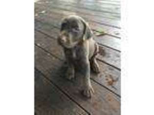 Doberman Pinscher Puppy for sale in Pompano Beach, FL, USA