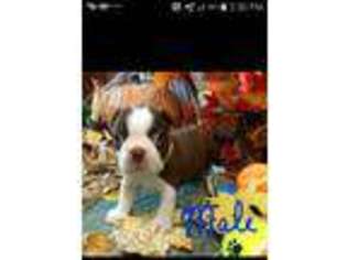 Boston Terrier Puppy for sale in Vilonia, AR, USA