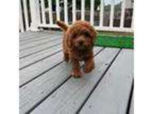 Cavapoo Puppy for sale in Morehead City, NC, USA