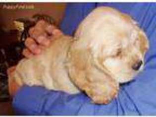Cocker Spaniel Puppy for sale in Ada, OK, USA