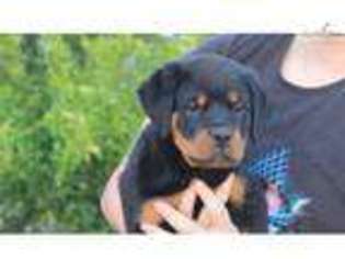 Rottweiler Puppy for sale in Madera, CA, USA