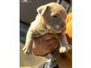 American Bulldog Puppy for sale in Sanford, FL, USA