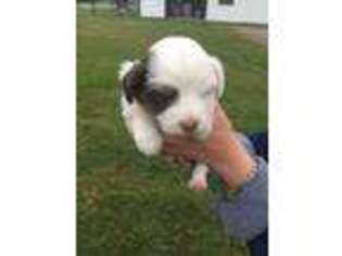 Miniature Australian Shepherd Puppy for sale in Corinth, MS, USA