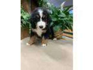 Bernese Mountain Dog Puppy for sale in Clarksville, TN, USA