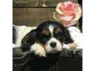 Cavalier King Charles Spaniel Puppy for sale in Beach City, OH, USA
