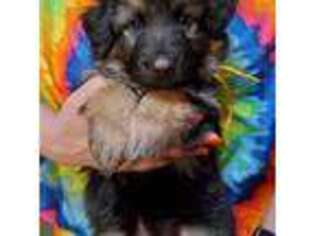 German Shepherd Dog Puppy for sale in Menomonee Falls, WI, USA