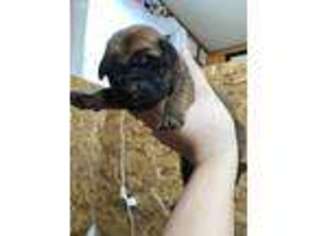 Mastiff Puppy for sale in Lincoln, RI, USA