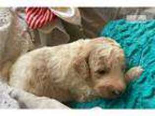 Goldendoodle Puppy for sale in Eugene, OR, USA