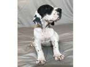 Great Dane Puppy for sale in Alpharetta, GA, USA