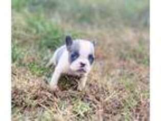 French Bulldog Puppy for sale in Berryville, AR, USA