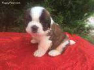 Saint Bernard Puppy for sale in Centerview, MO, USA