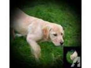 Labrador Retriever Puppy for sale in SUISUN CITY, CA, USA