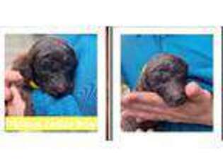 Mutt Puppy for sale in Gladwin, MI, USA