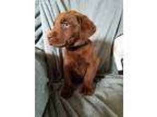 Labrador Retriever Puppy for sale in Ault, CO, USA