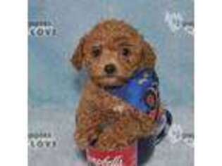 Mutt Puppy for sale in Sanger, TX, USA